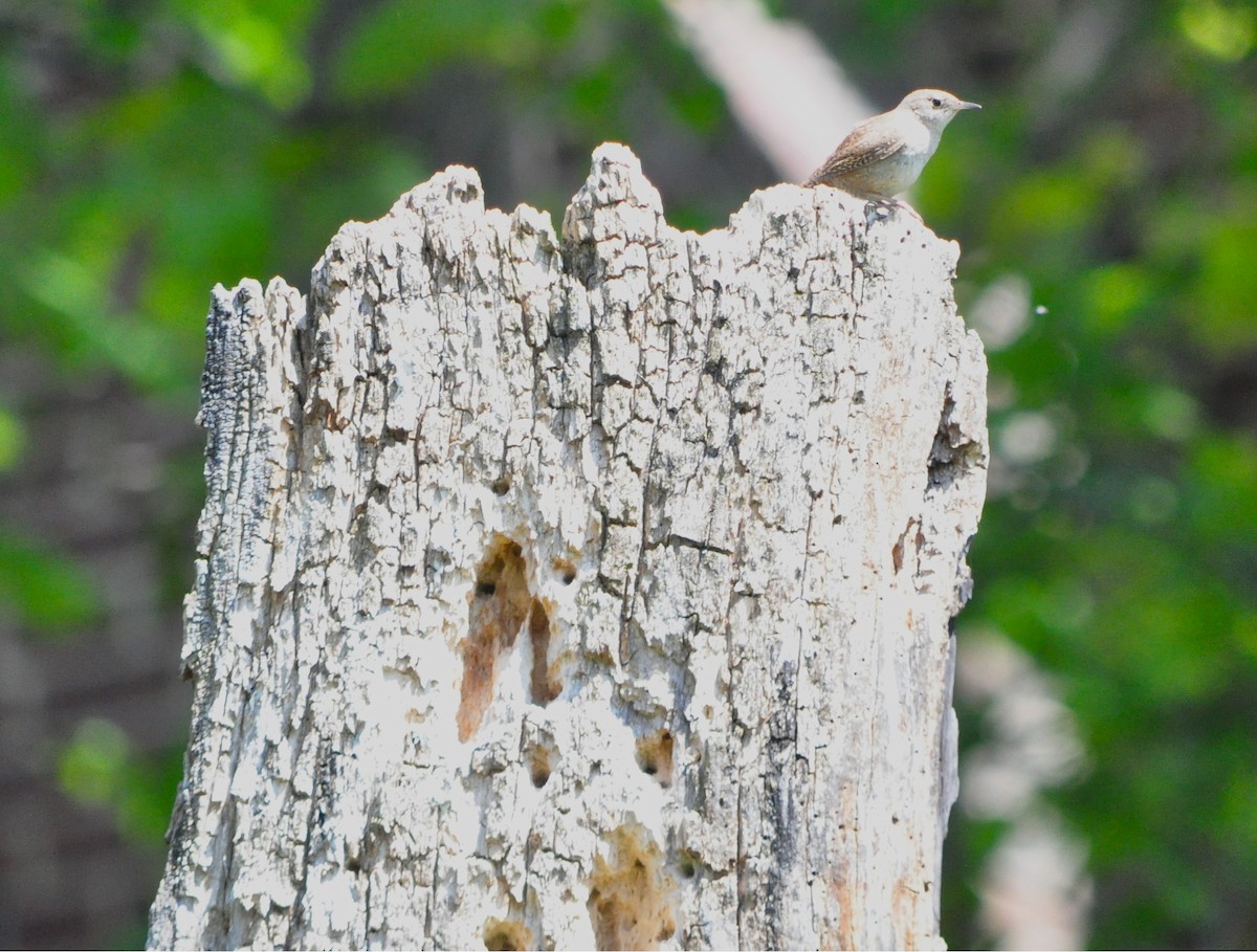 Northern House Wren - ML635453335