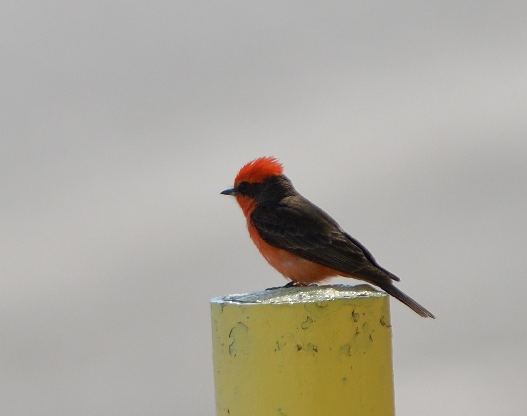 Vermilion Flycatcher - ML635453339