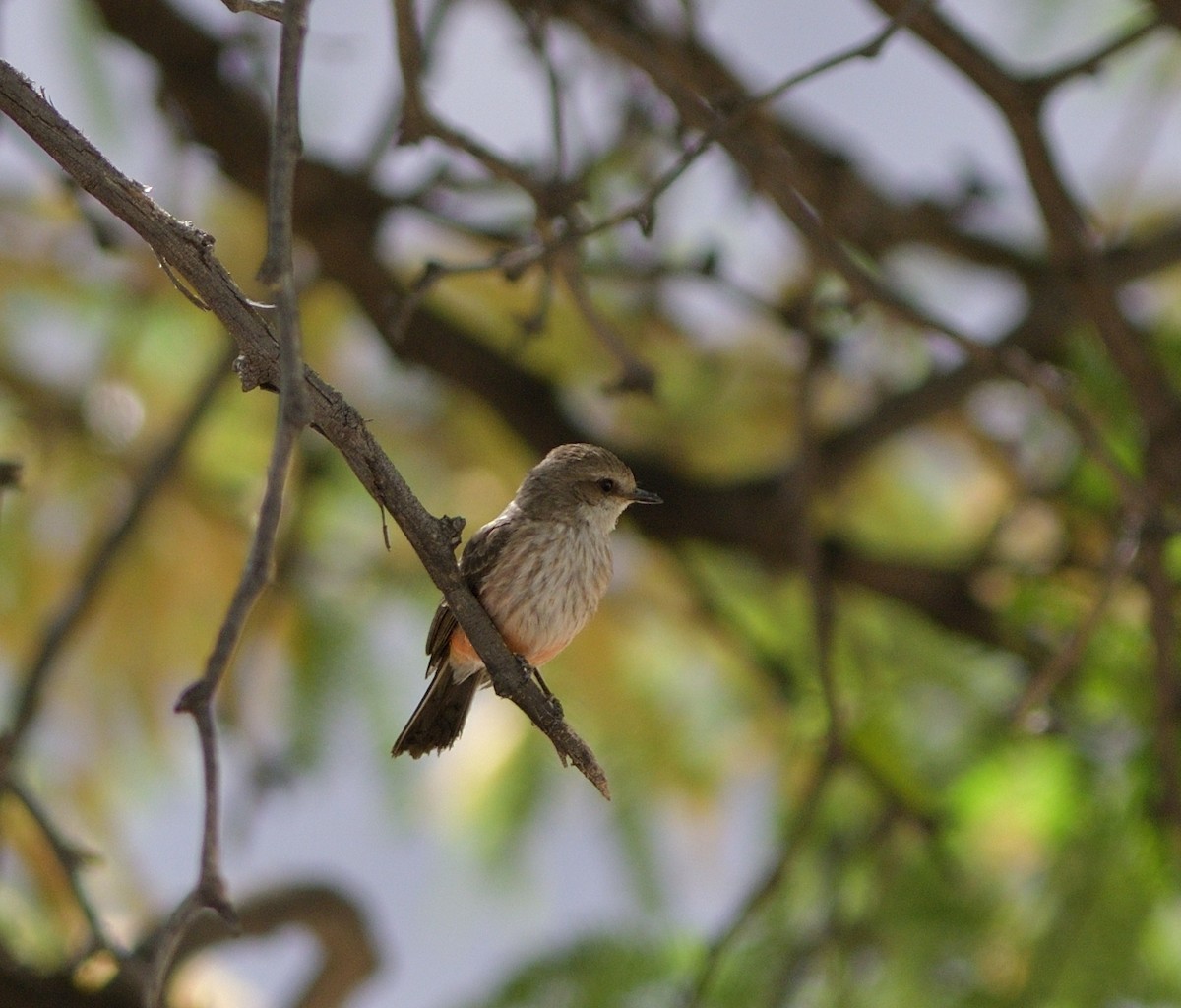 Vermilion Flycatcher - ML635453358