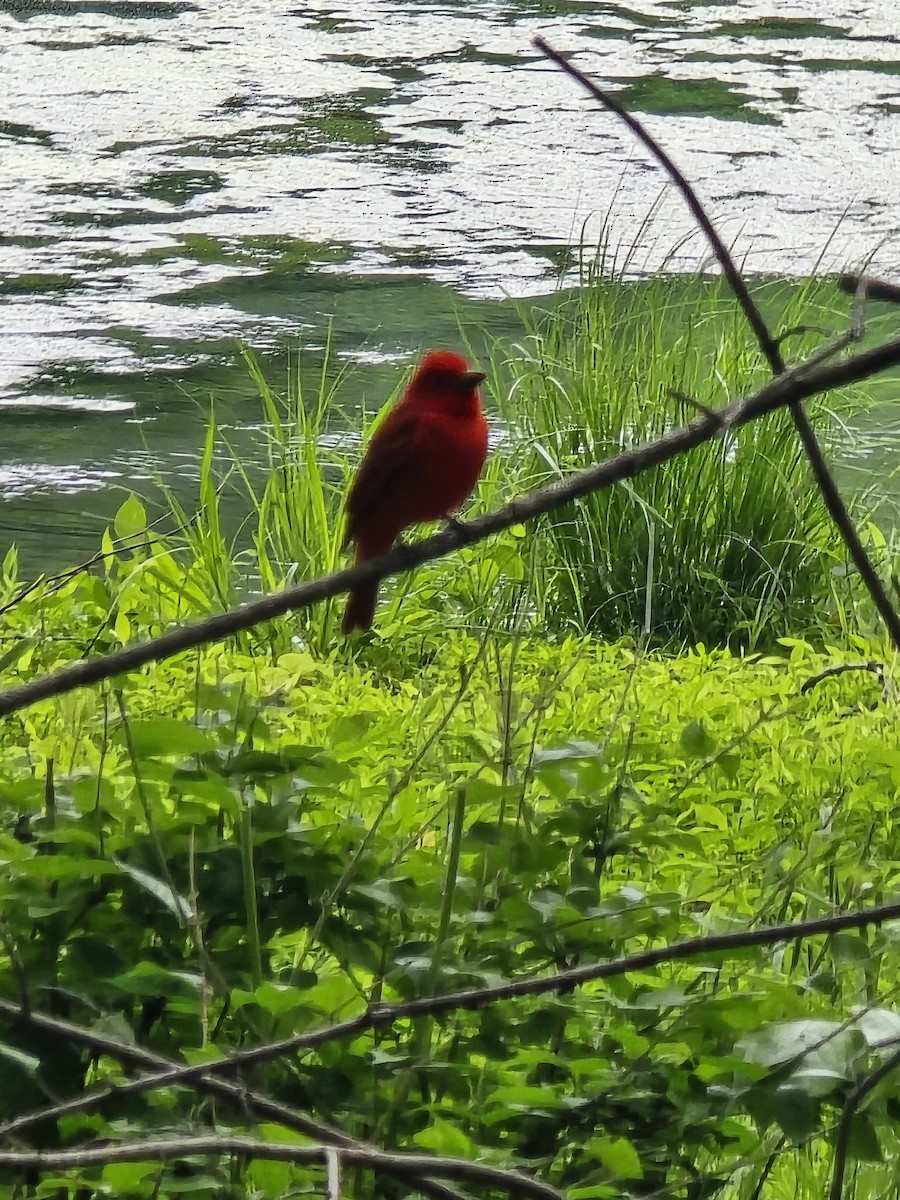 Summer Tanager - ML635453359