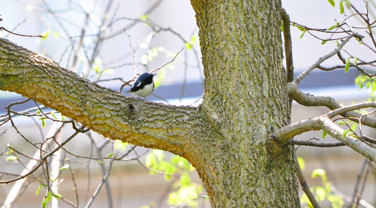 Black-throated Blue Warbler - ML635453361