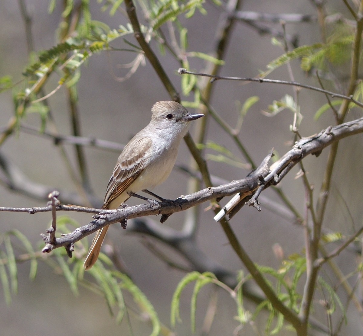 Ash-throated Flycatcher - ML635453382