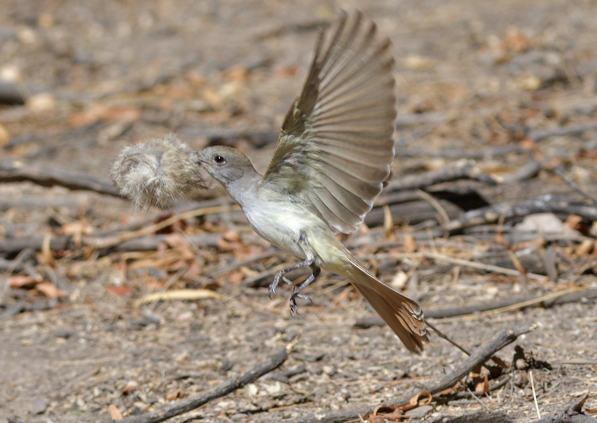 Ash-throated Flycatcher - ML635453399