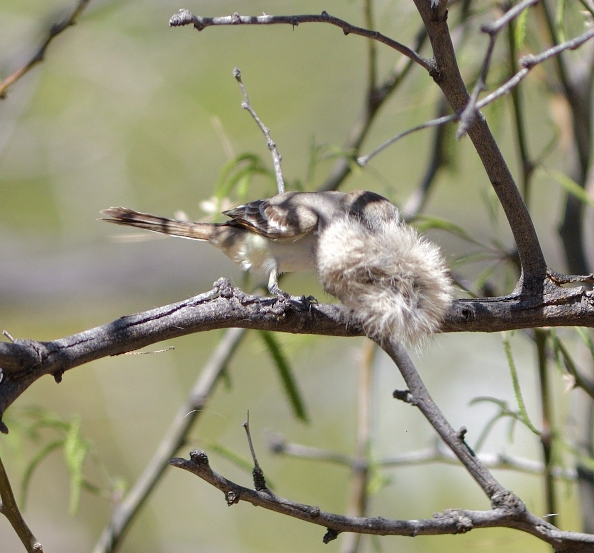 Ash-throated Flycatcher - ML635453410