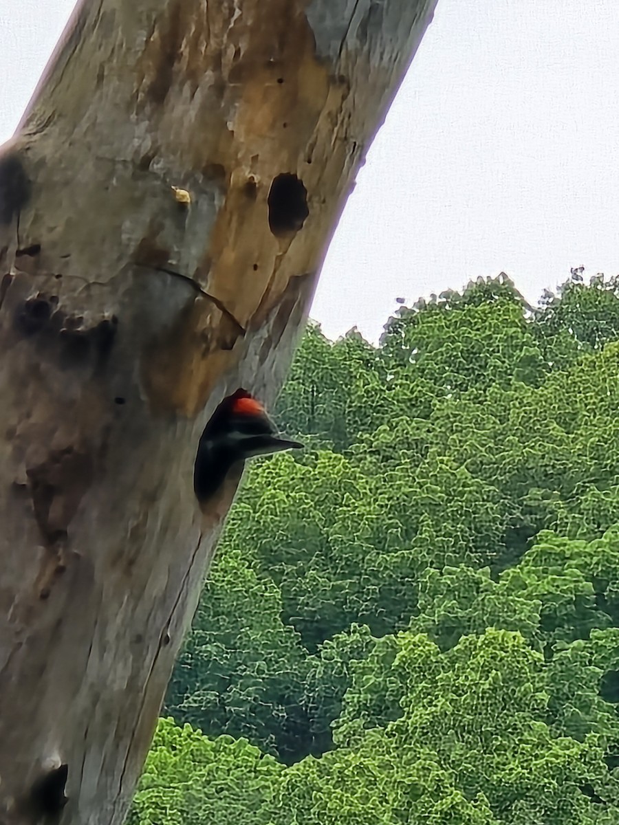 Pileated Woodpecker - ML635453419