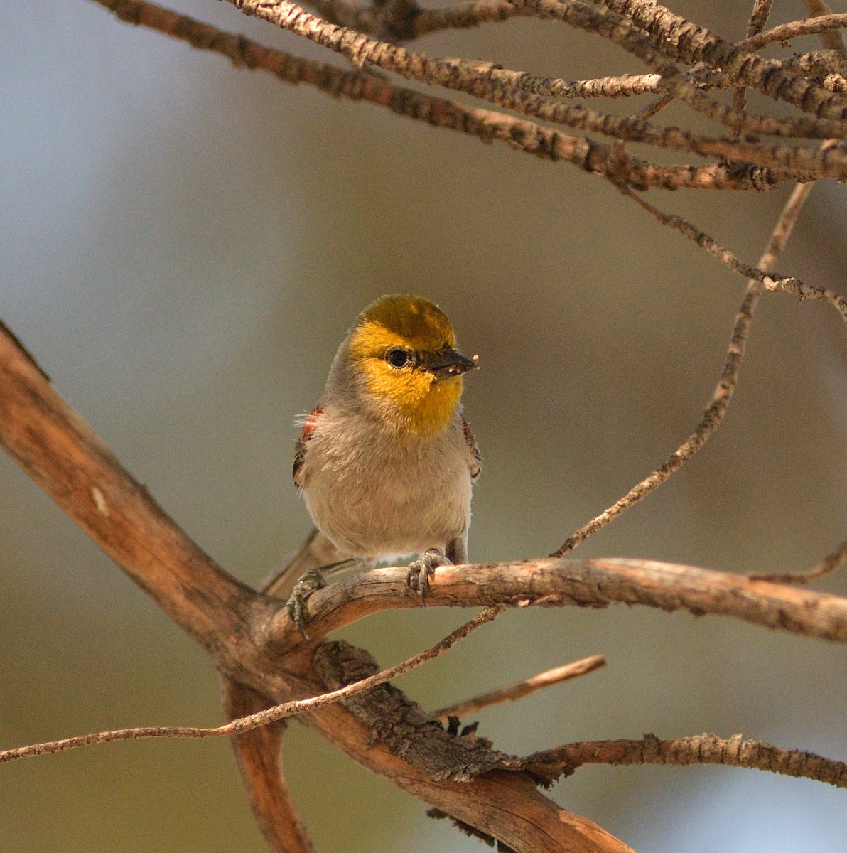 Verdin - ML635453442