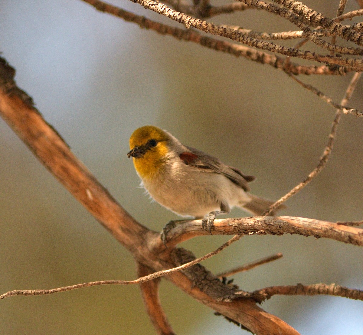 Verdin - ML635453471