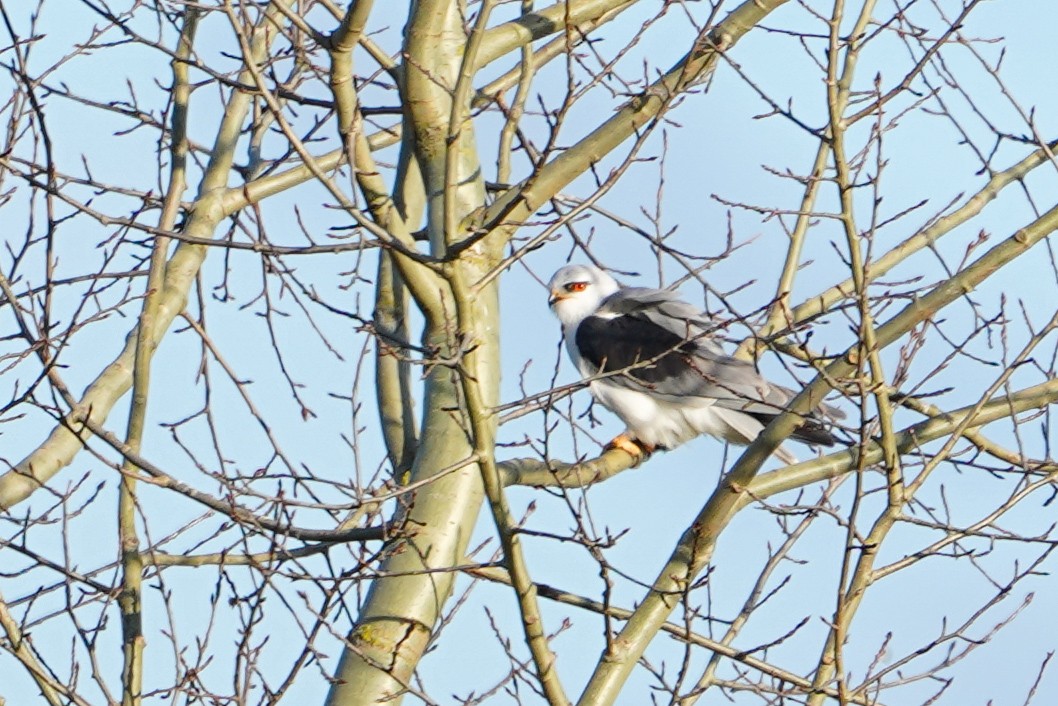 Black-winged Kite - ML635453483