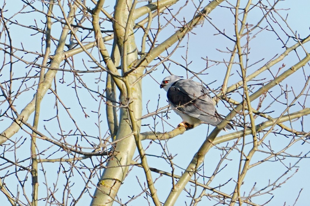 Black-winged Kite - ML635453485