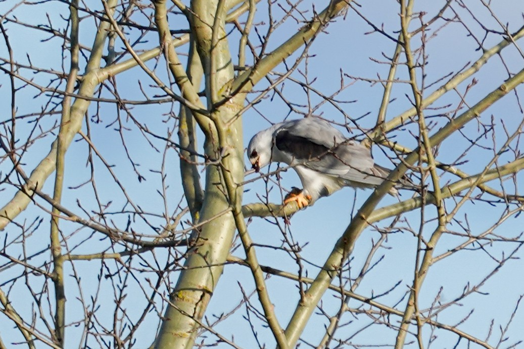 Black-winged Kite - ML635453486