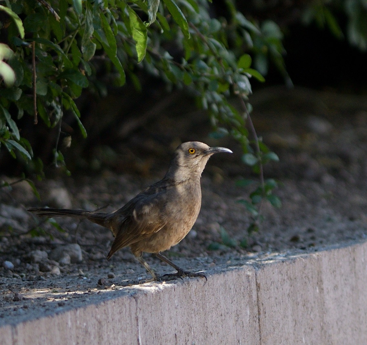 Curve-billed Thrasher (palmeri Group) - ML635453511
