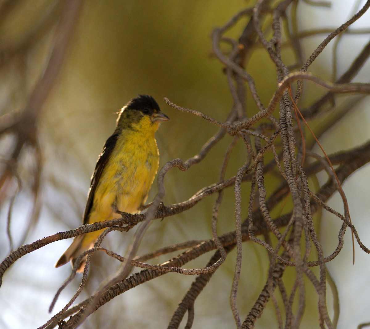 Lesser Goldfinch - ML635453529