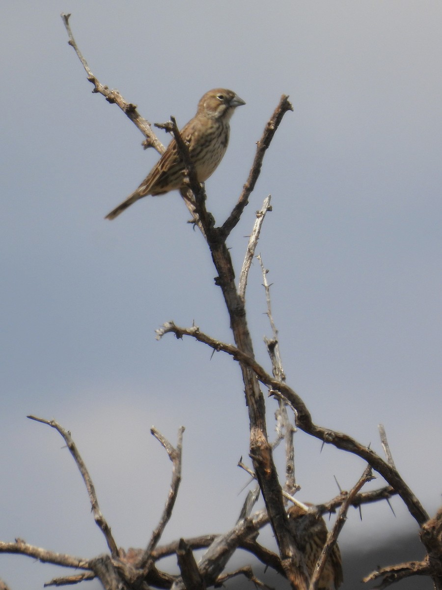 Lark Bunting - ML635453562