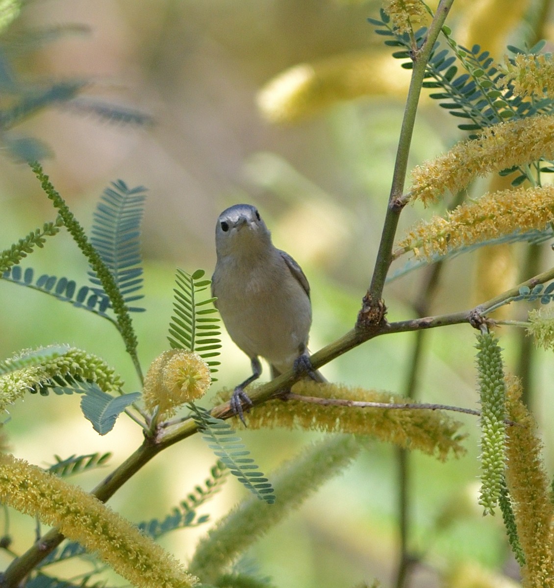 Lucy's Warbler - ML635453569