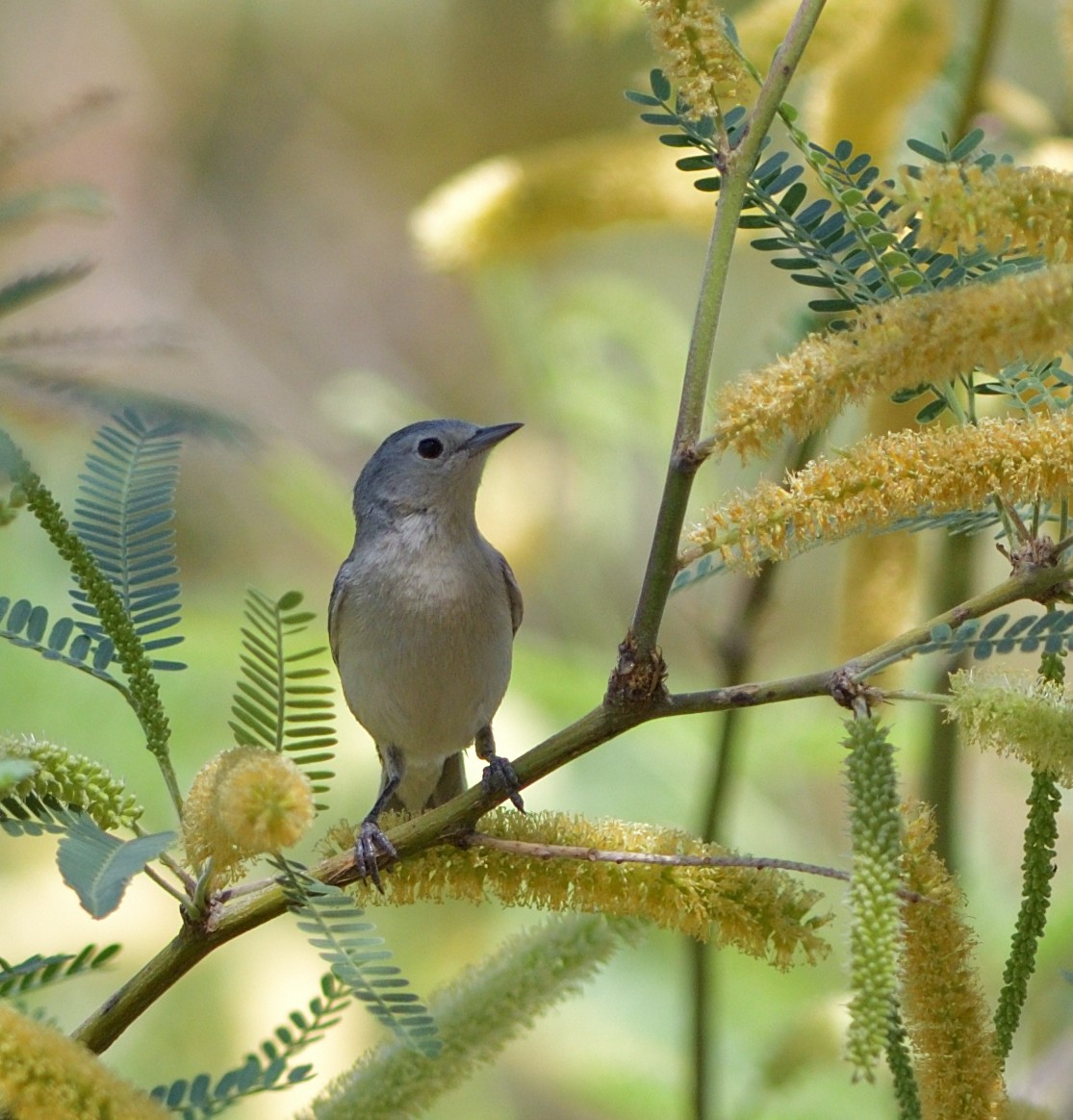 Lucy's Warbler - ML635453576