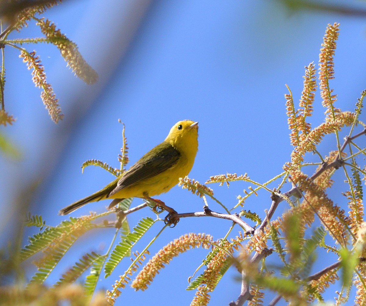 Wilson's Warbler - ML635453603
