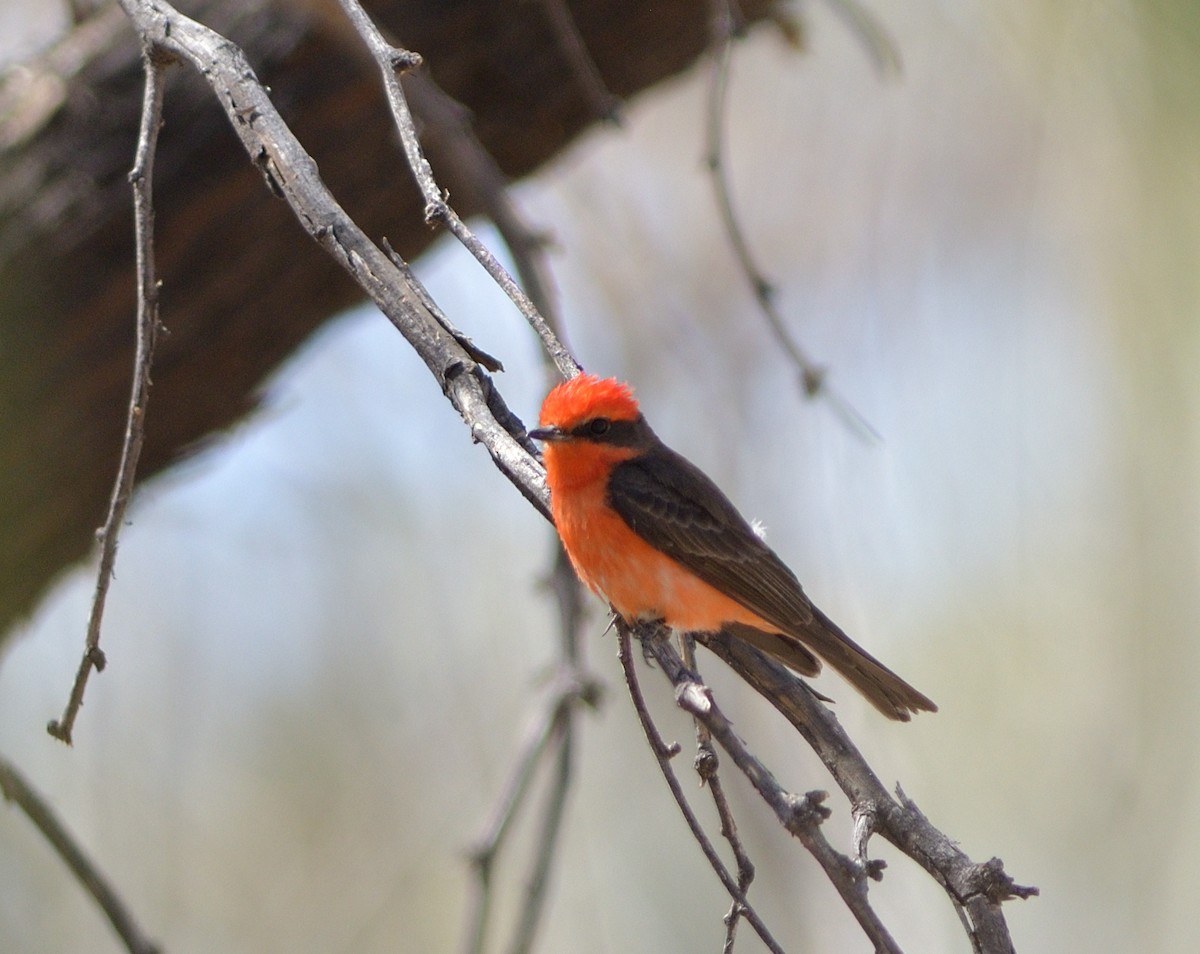 Vermilion Flycatcher - ML635453715