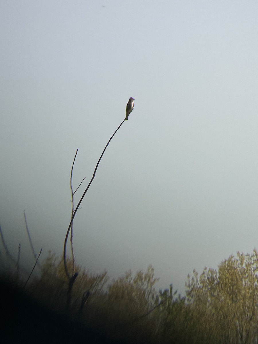 Olive-sided Flycatcher - ML635453801