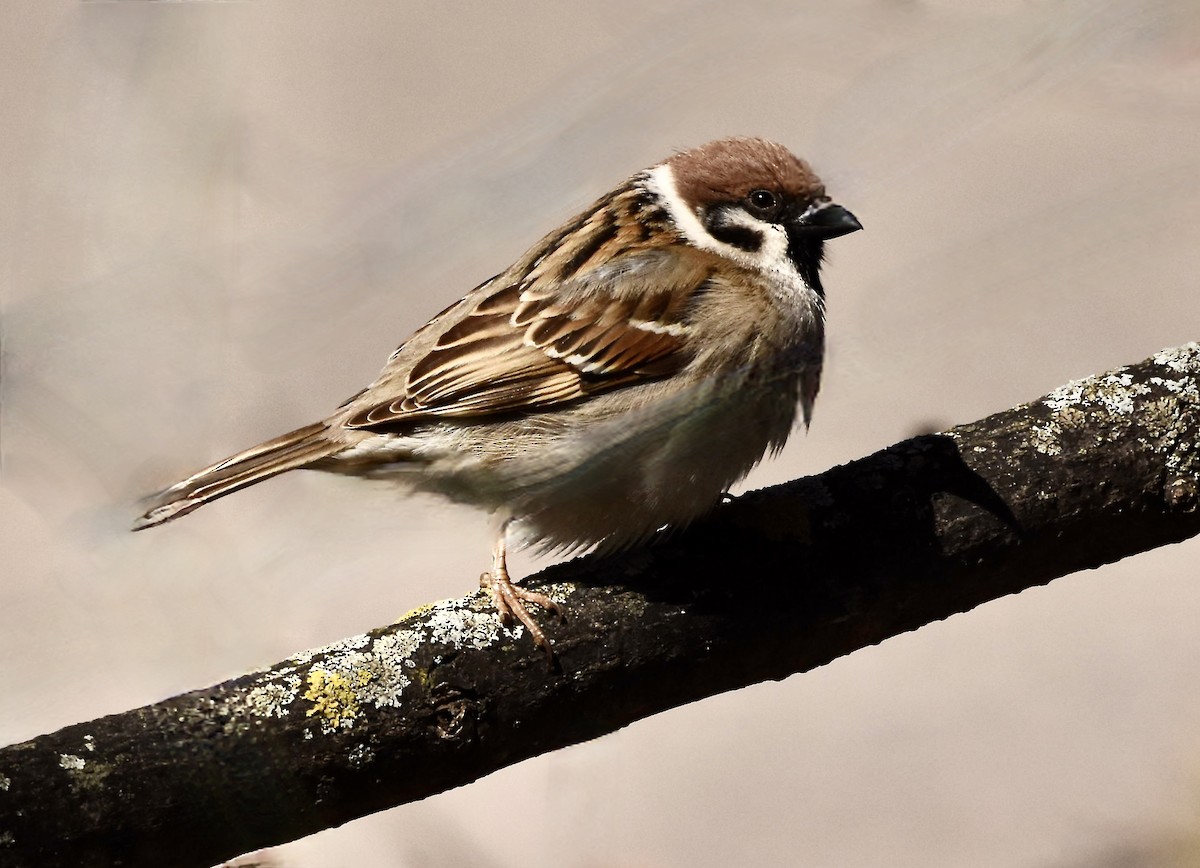 Eurasian Tree Sparrow - ML635453809