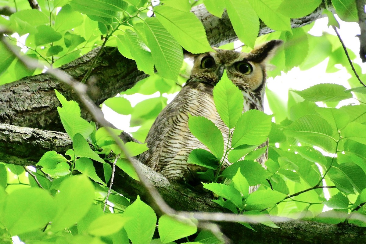 Great Horned Owl - ML635453864