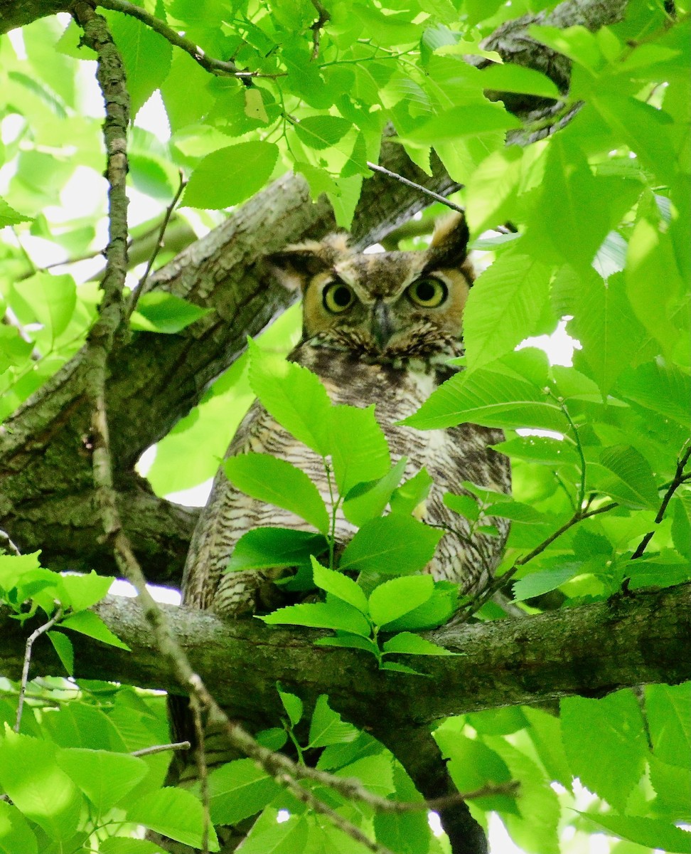 Great Horned Owl - ML635453866