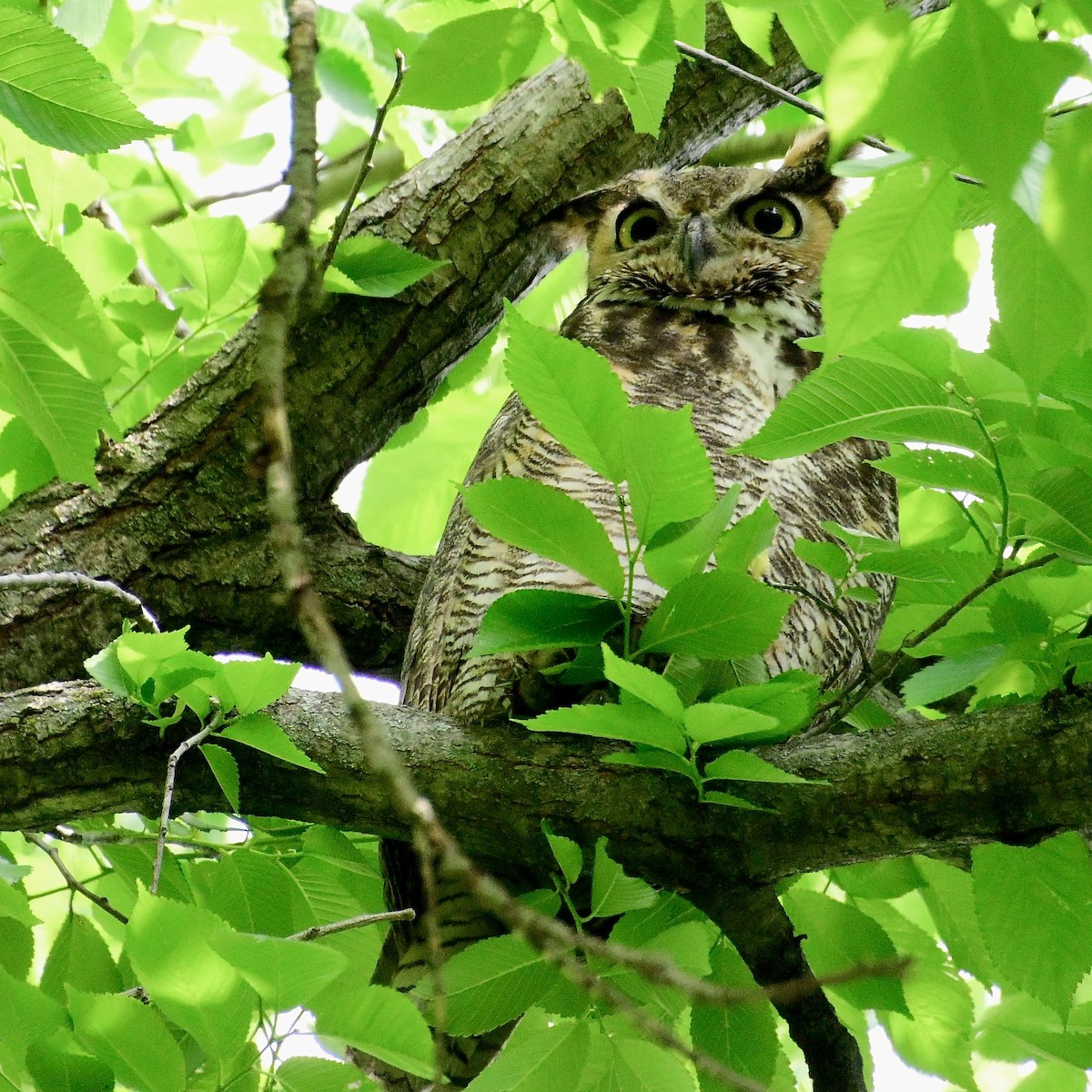 Great Horned Owl - ML635453867