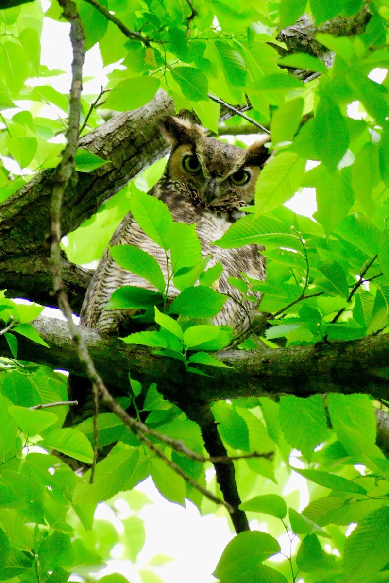 Great Horned Owl - ML635453868