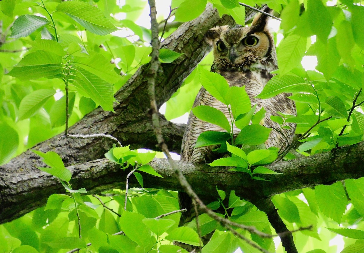 Great Horned Owl - ML635453869