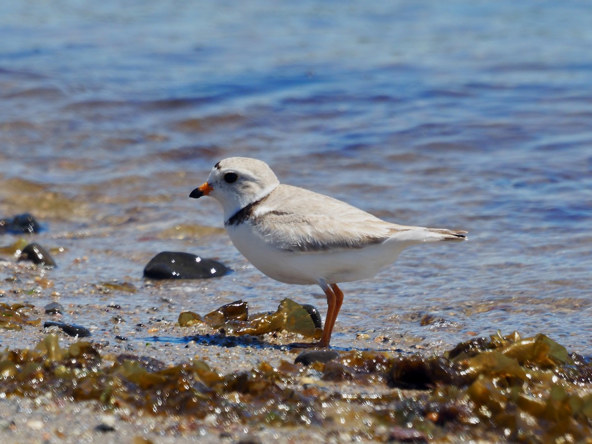 Piping Plover - ML635453921
