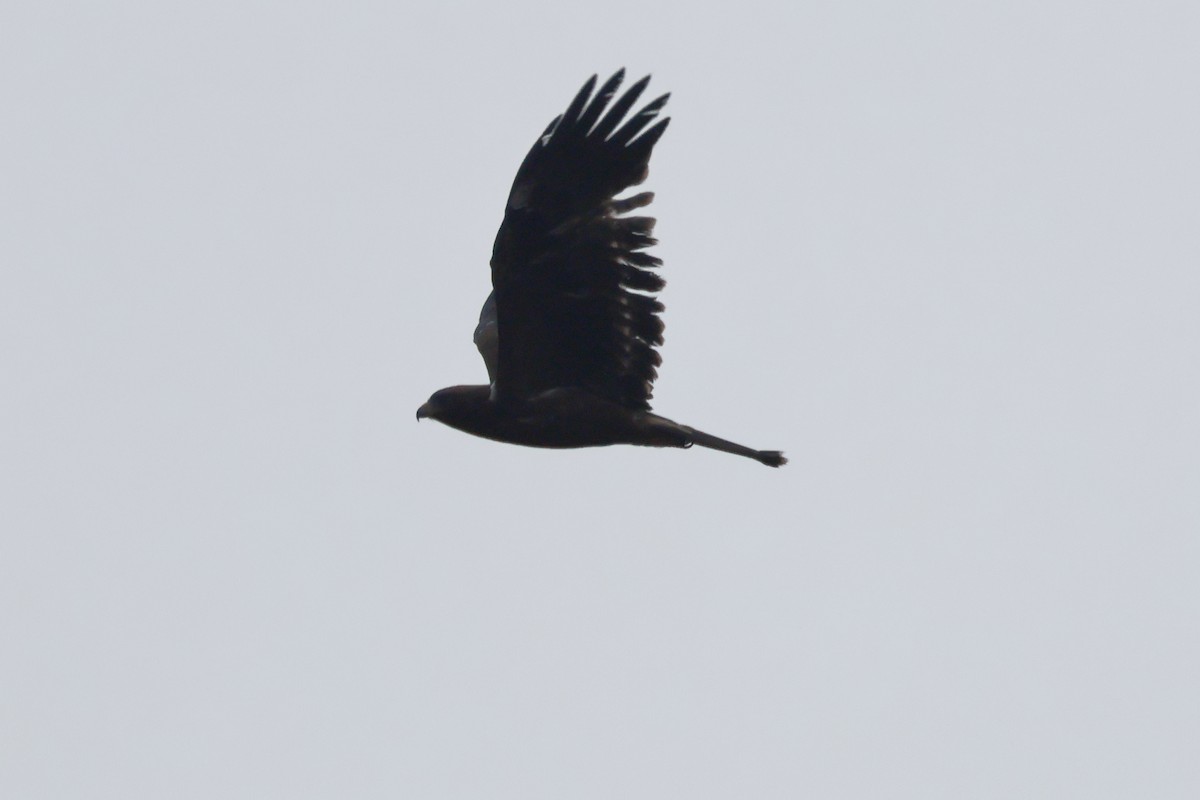 dvergørn - ML635453937
