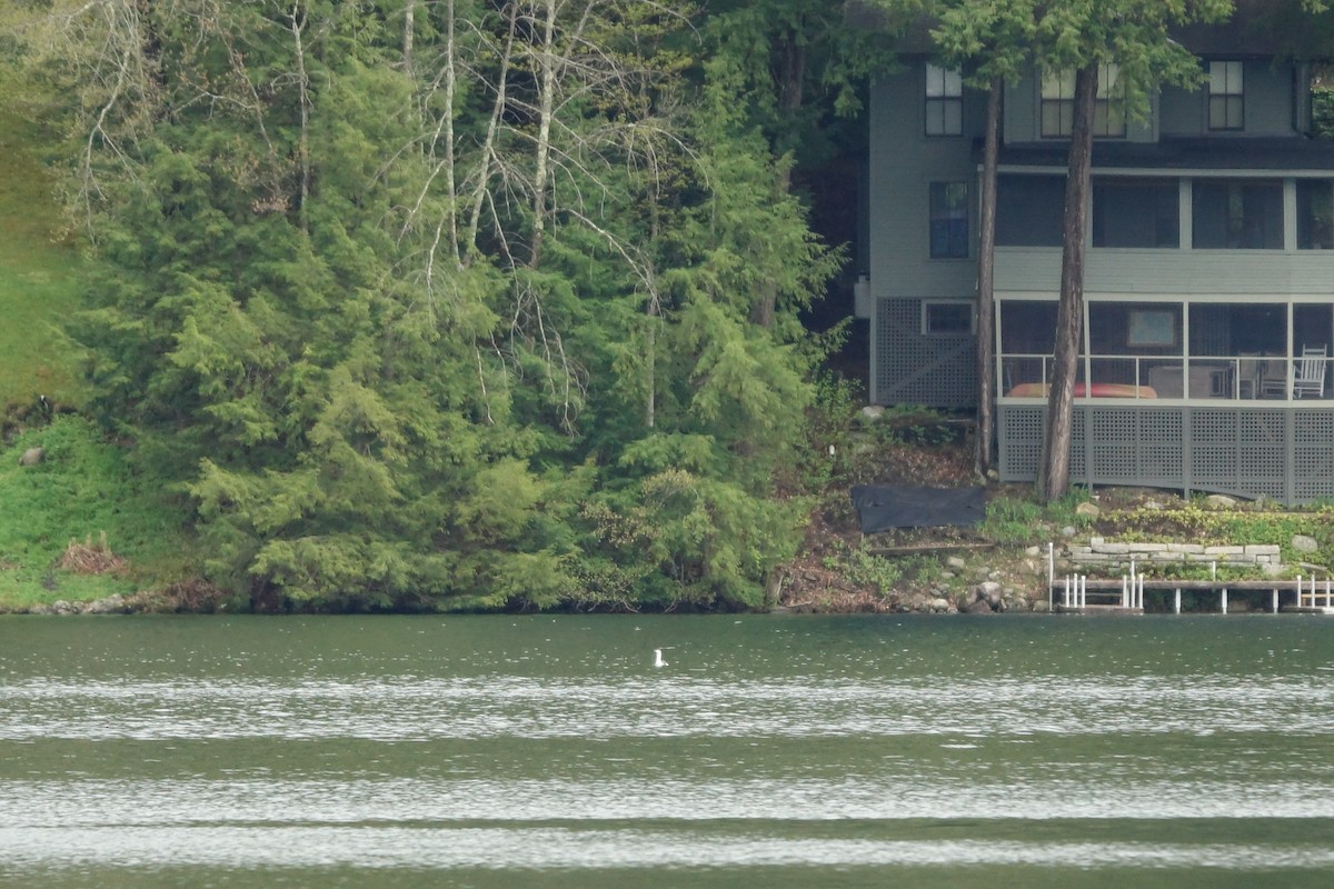Red-throated Loon - ML635453957