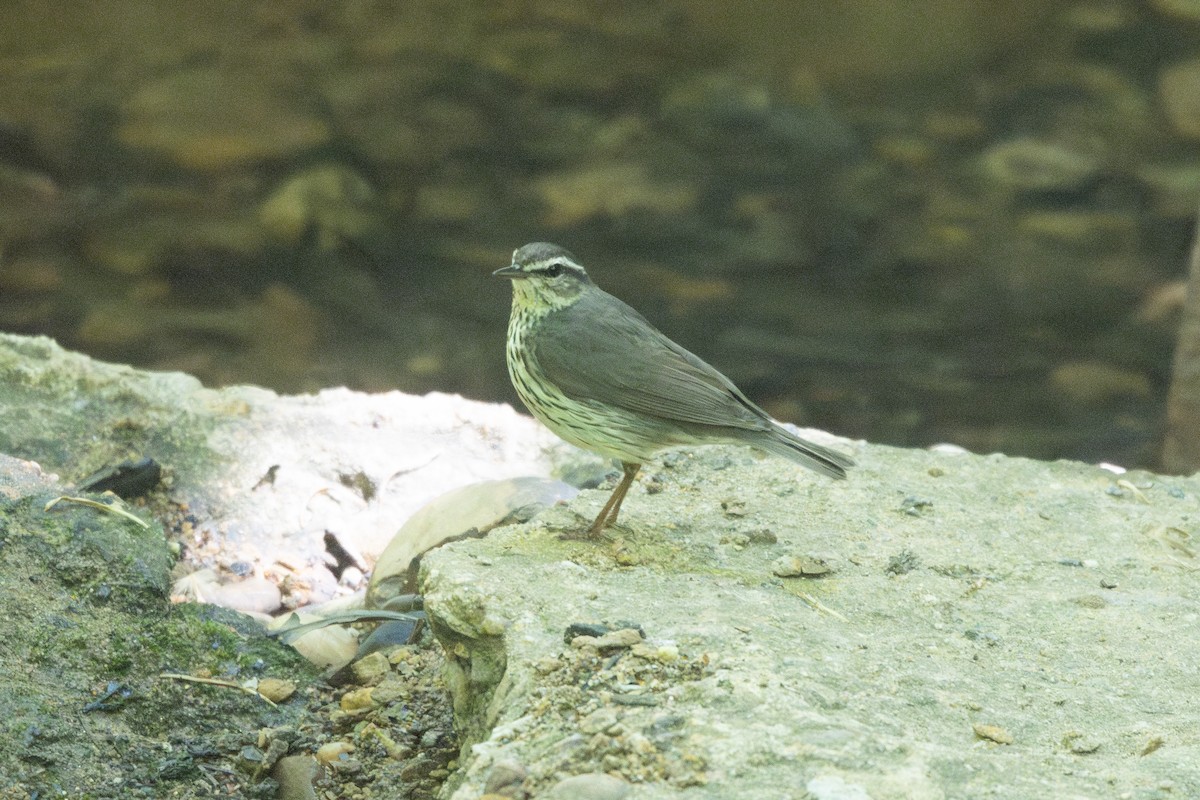 Northern Waterthrush - ML635453964