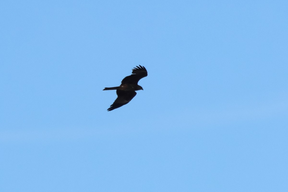 Black Kite - ML635453986