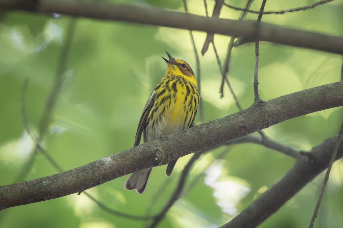 Cape May Warbler - ML635453989