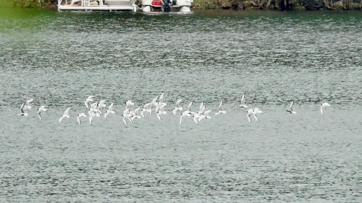Bonaparte's Gull - ML635453991