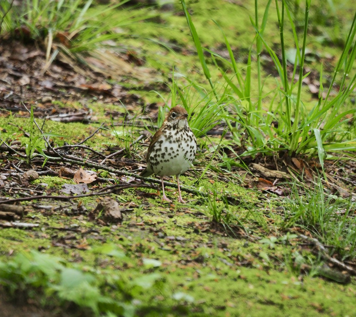 Wood Thrush - ML635454022