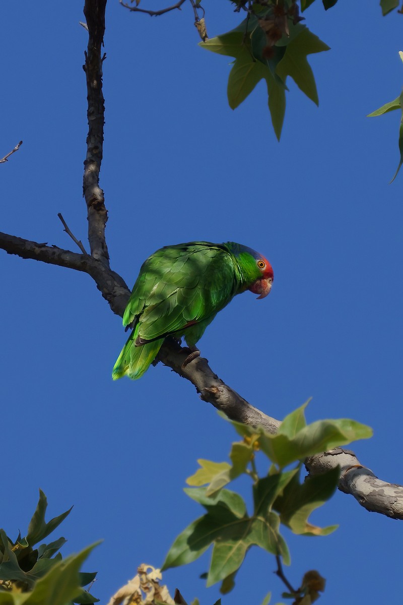 Red-crowned Amazon - ML635454042
