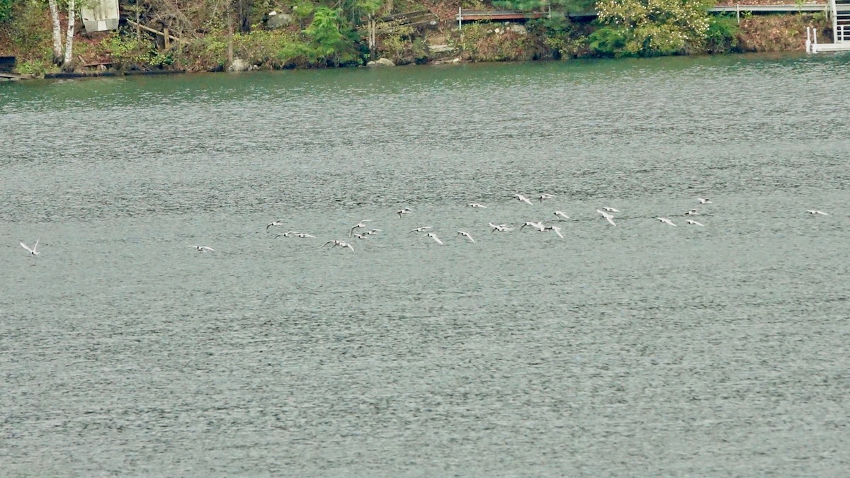 Bonaparte's Gull - ML635454053