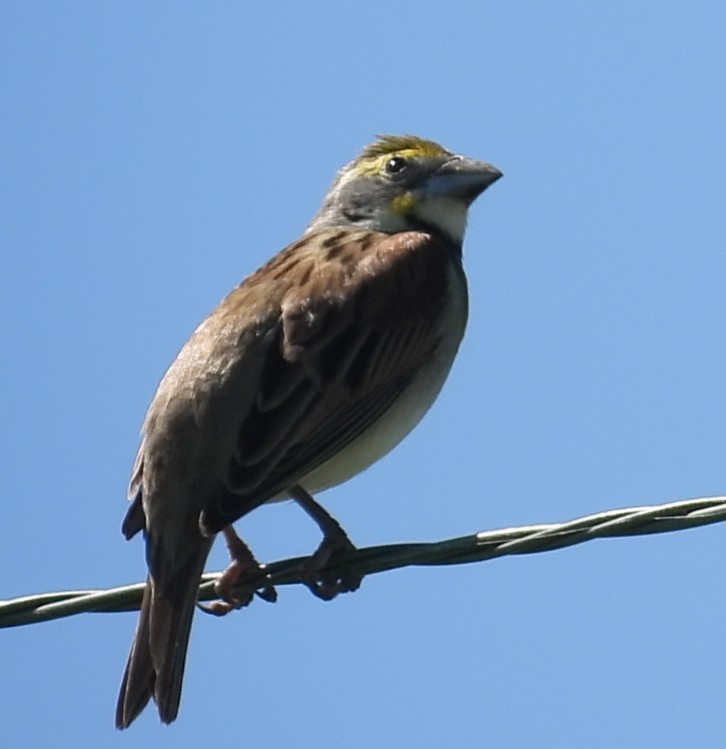 Dickcissel - ML635454084