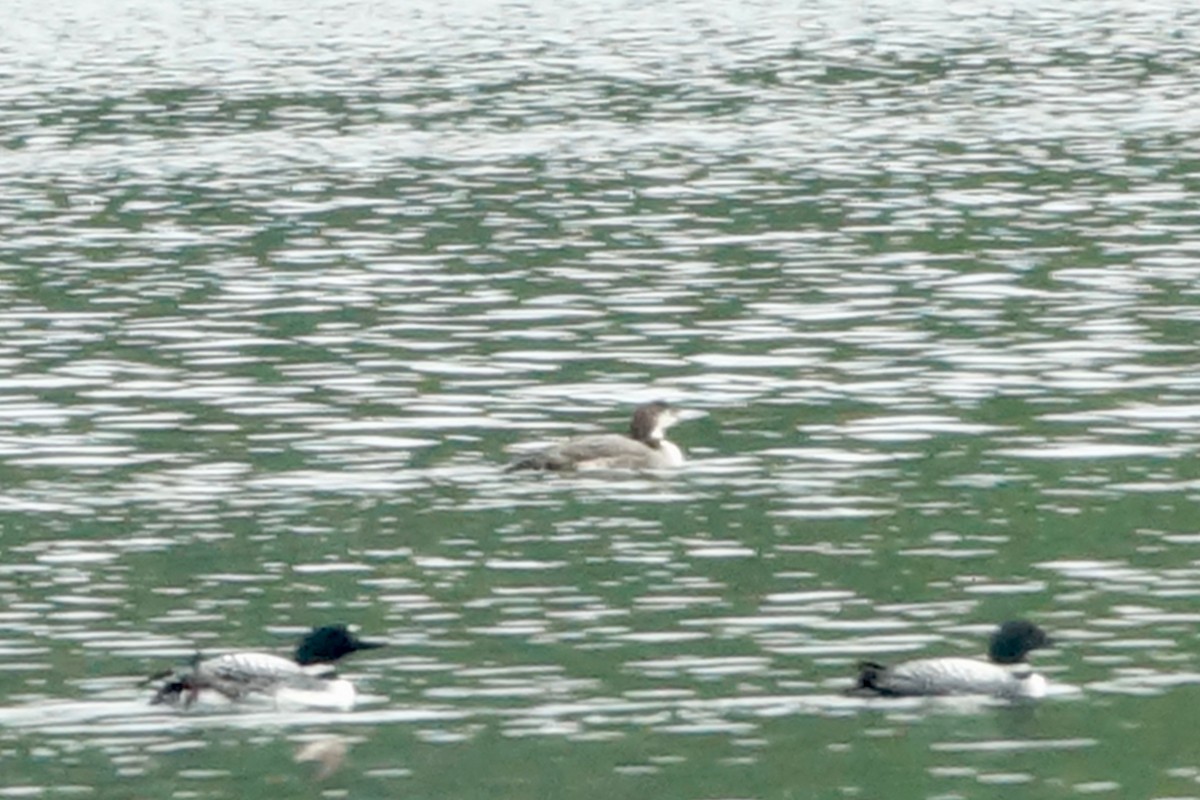 Common Loon - ML635454124