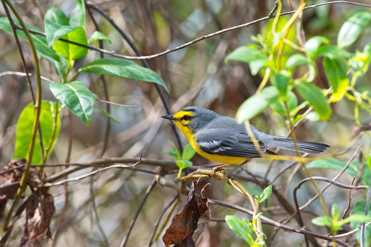 St. Lucia Warbler - ML635454159