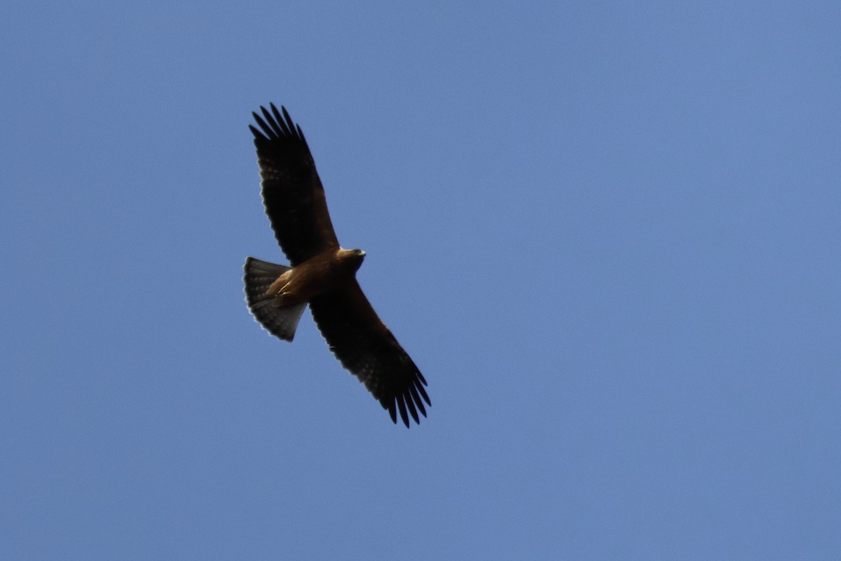 dvergørn - ML635454172