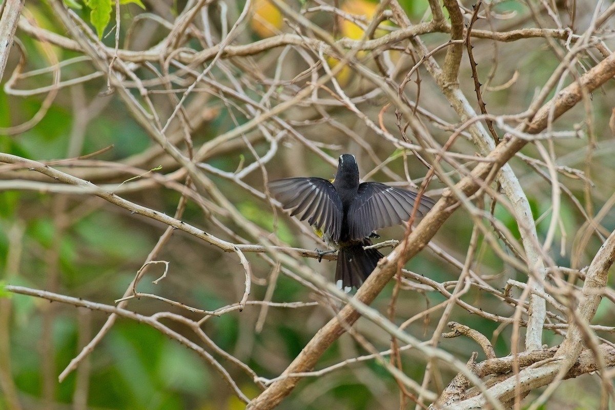 Bananaquit - ML635454174