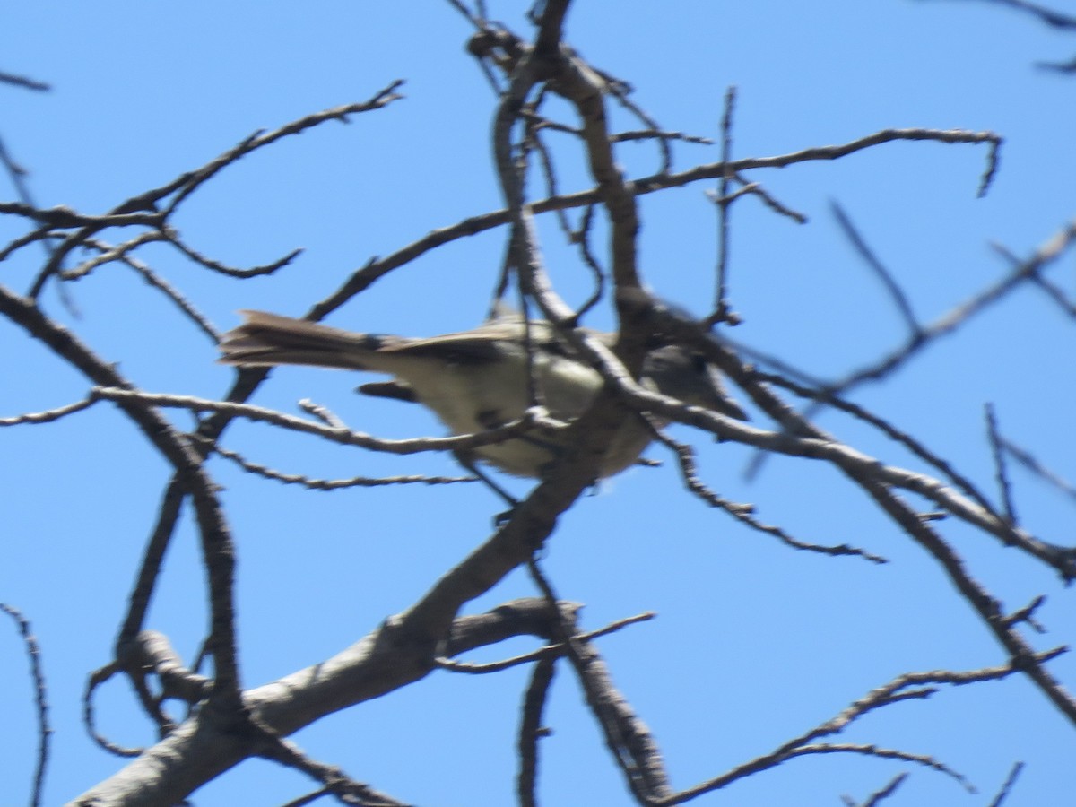 Gray Vireo - ML635454195