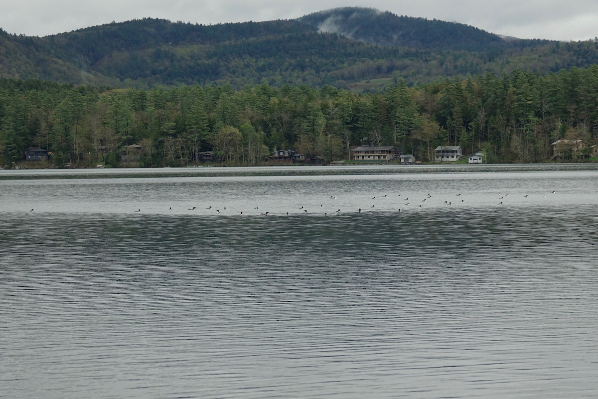 Common Loon - ML635454217