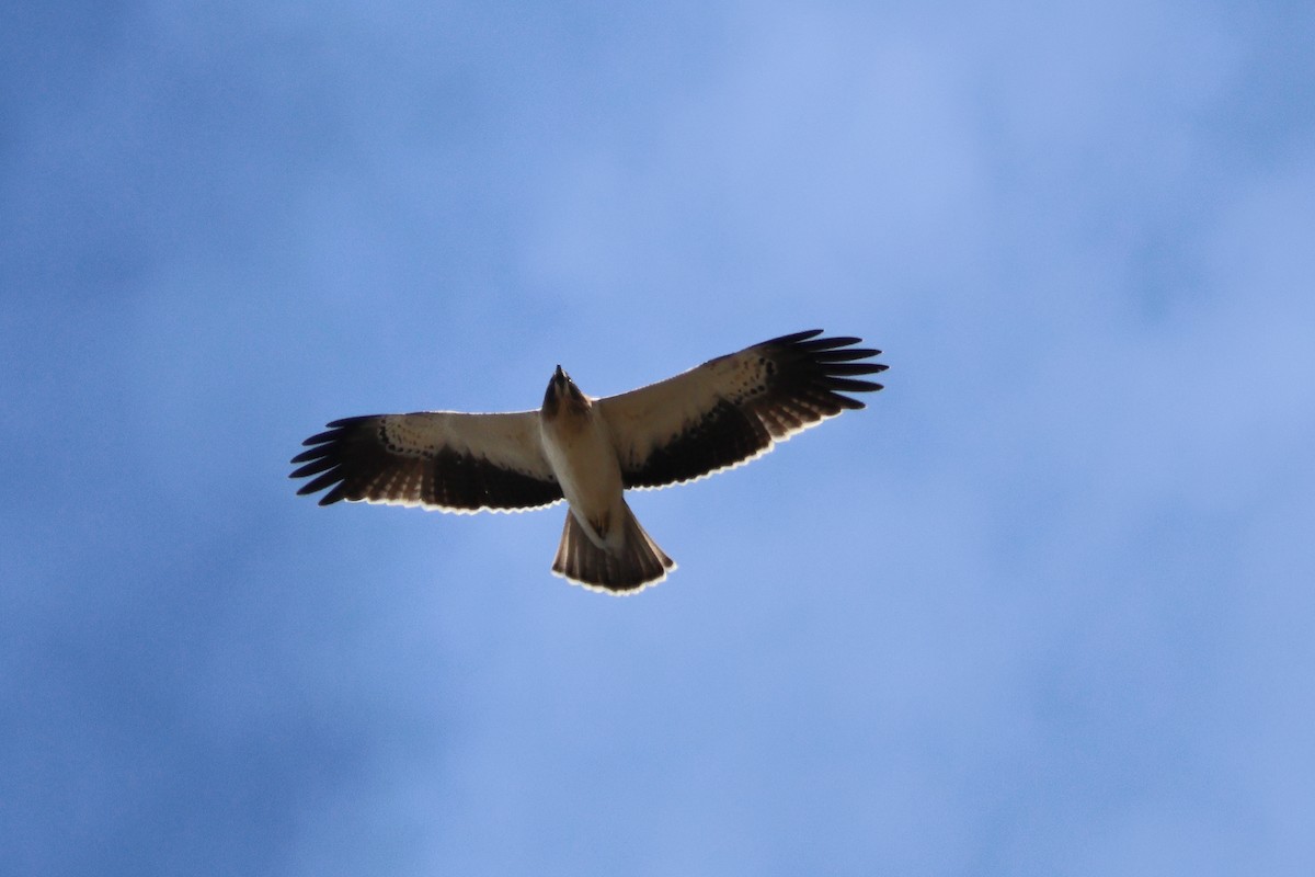 dvergørn - ML635454232