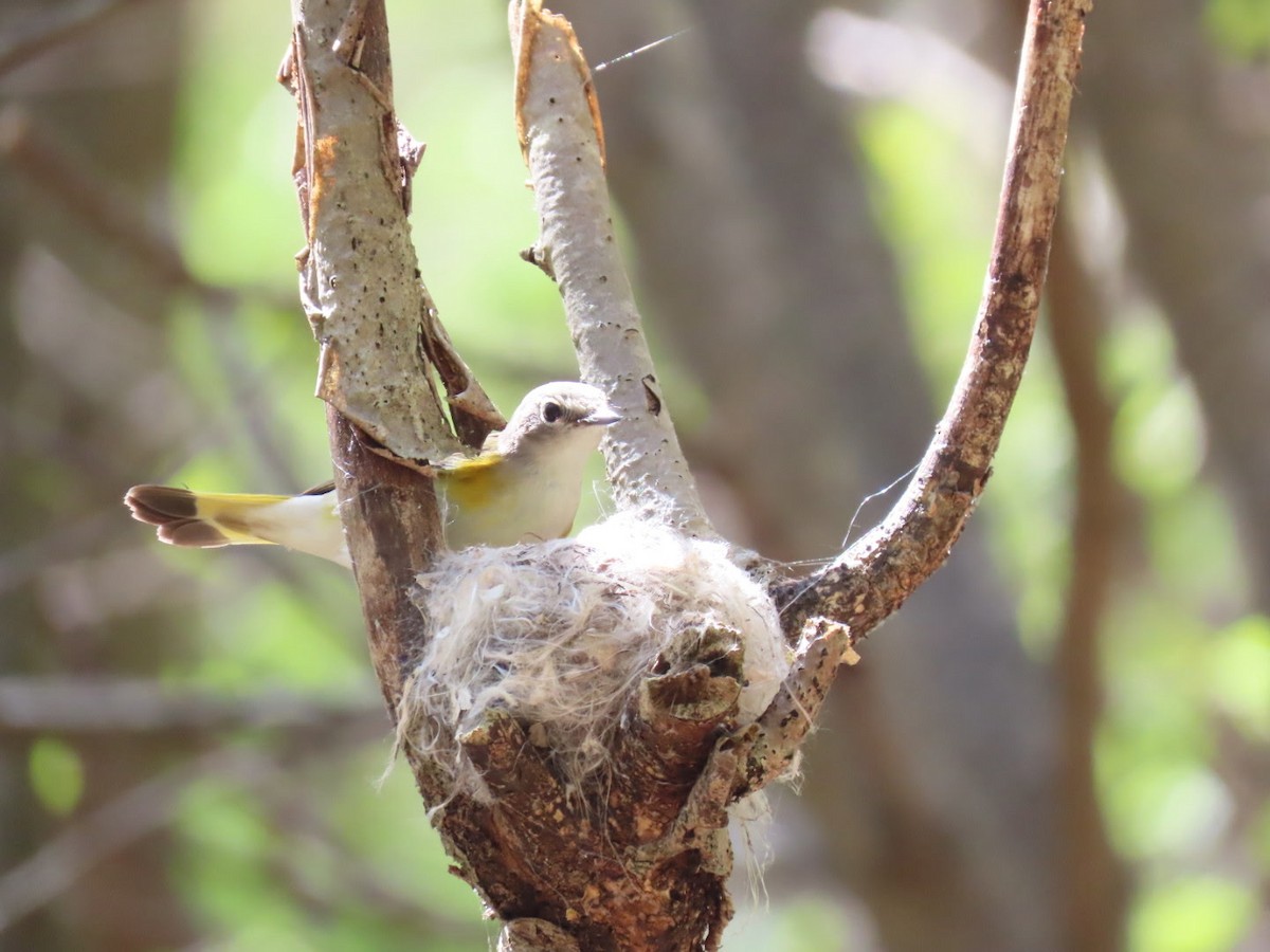 American Redstart - ML635454244