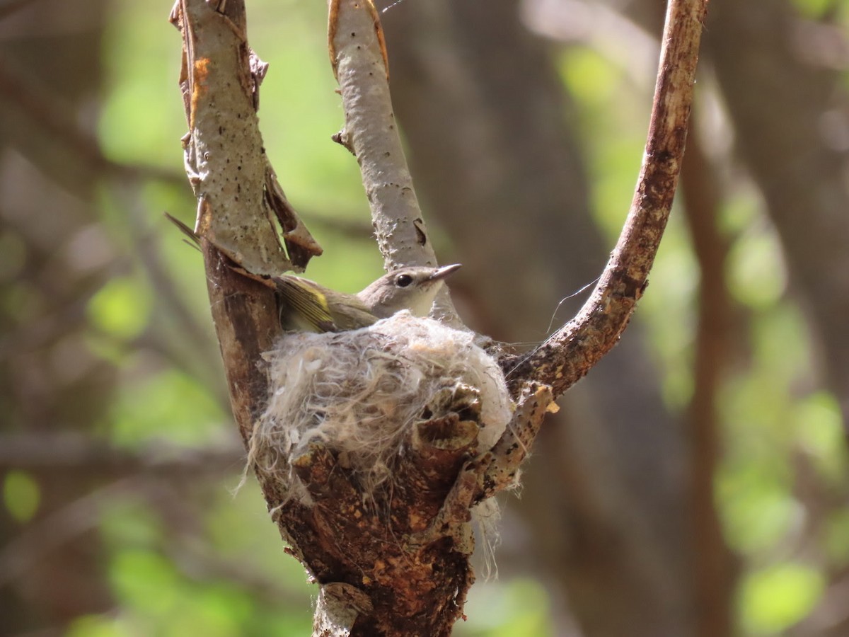 American Redstart - ML635454245