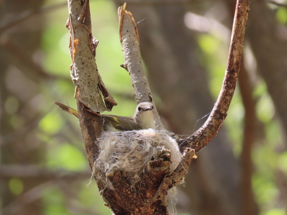 American Redstart - ML635454246