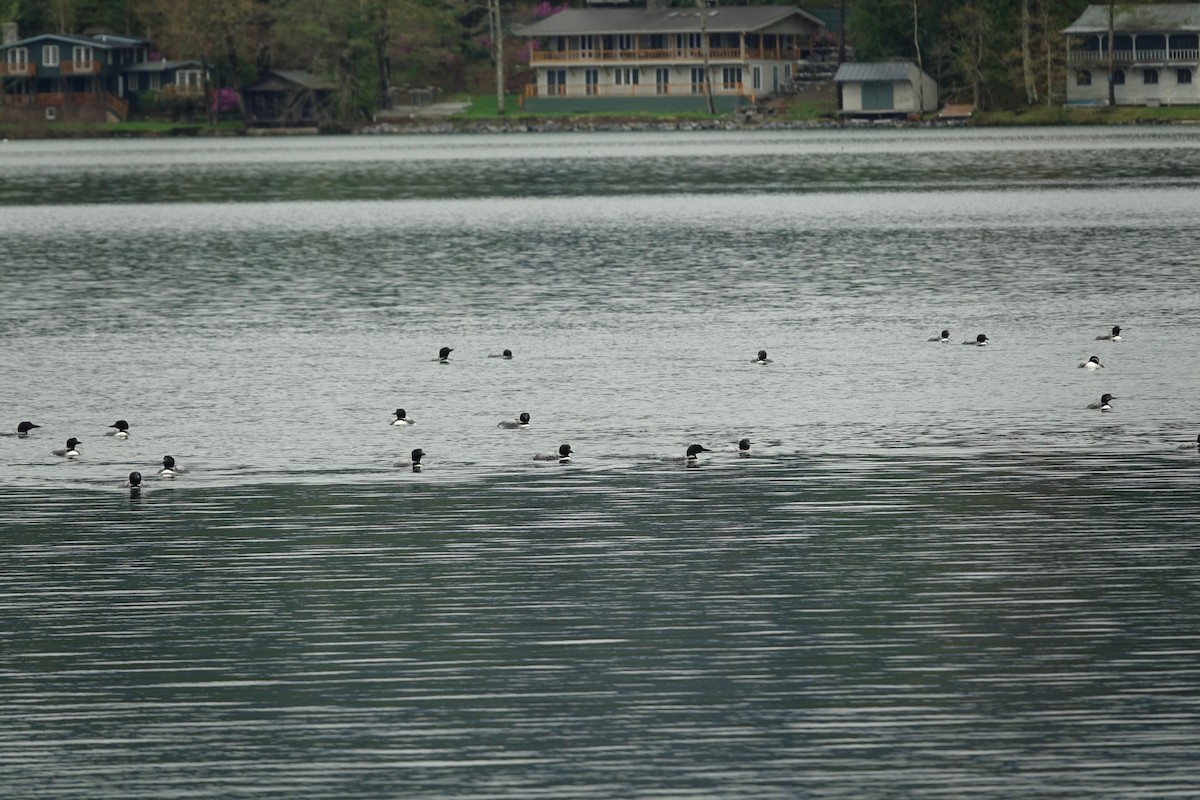Common Loon - ML635454248